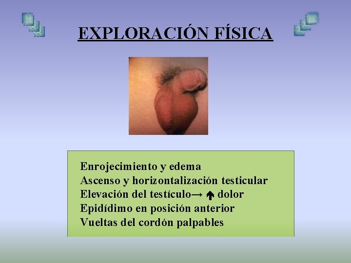 EXPLORACIÓN FÍSICA Enrojecimiento y edema Ascenso y horizontalización testicular Elevación del testículo→ dolor Epidídimo