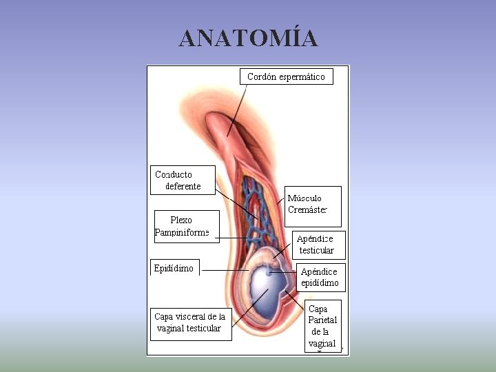 ANATOMÍA 