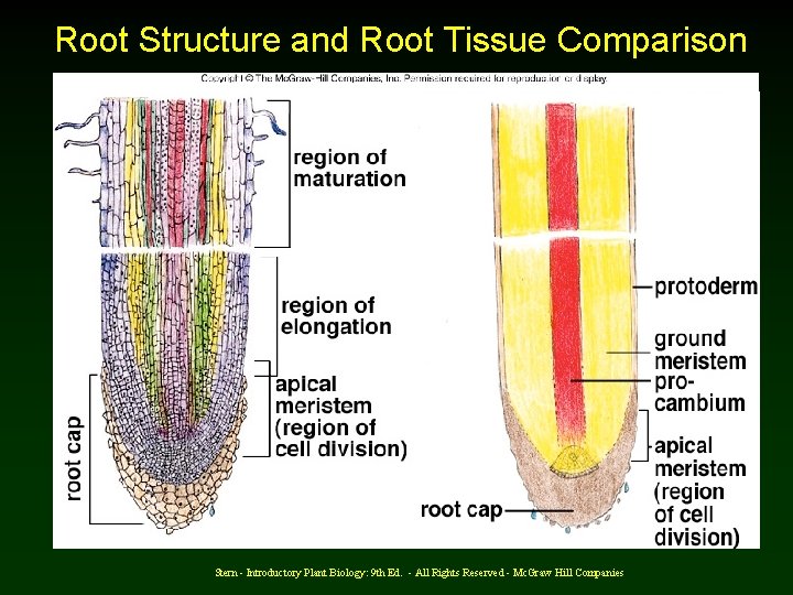 Root Structure and Root Tissue Comparison Stern - Introductory Plant Biology: 9 th Ed.