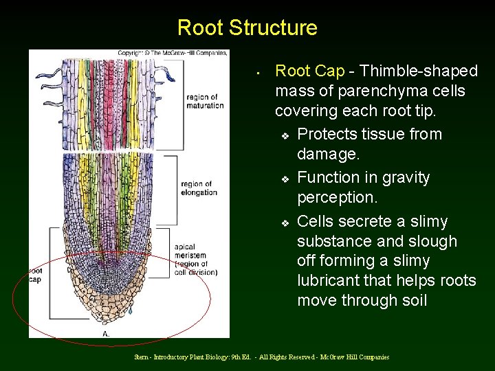 Root Structure • Root Cap - Thimble-shaped mass of parenchyma cells covering each root