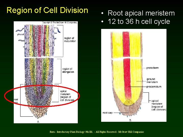 Region of Cell Division • Root apical meristem • 12 to 36 h cell