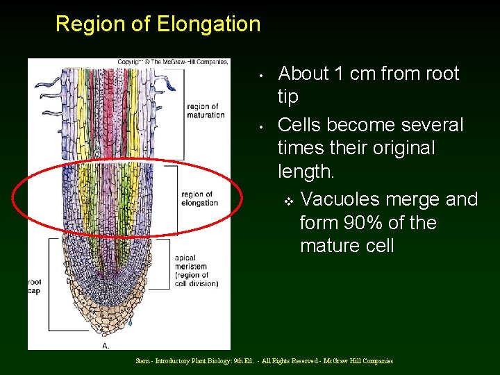 Region of Elongation • • About 1 cm from root tip Cells become several