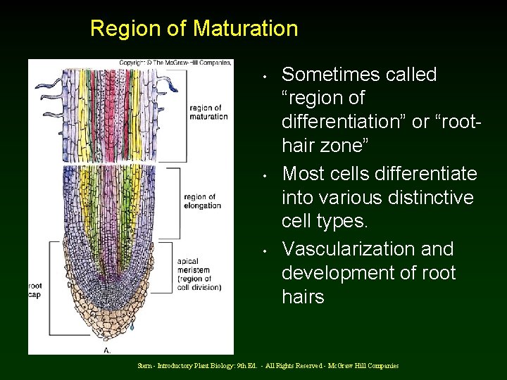 Region of Maturation • • • Sometimes called “region of differentiation” or “roothair zone”