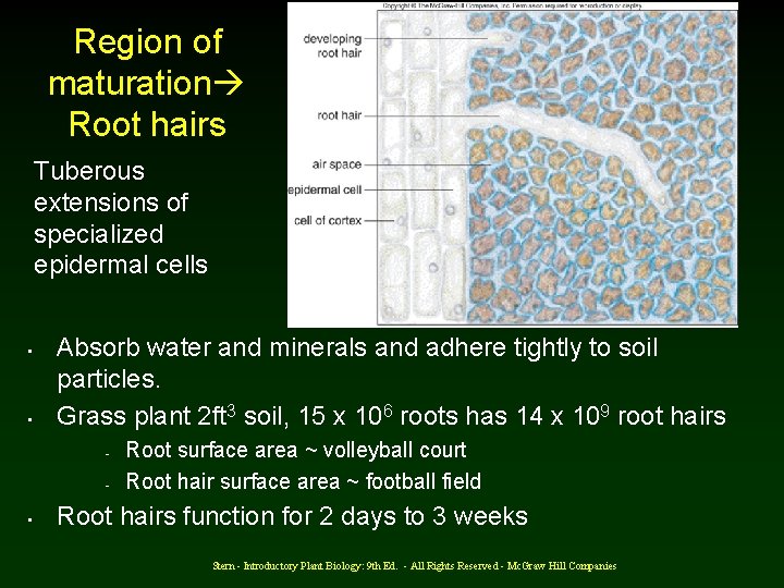 Region of maturation Root hairs Tuberous extensions of specialized epidermal cells • • Absorb