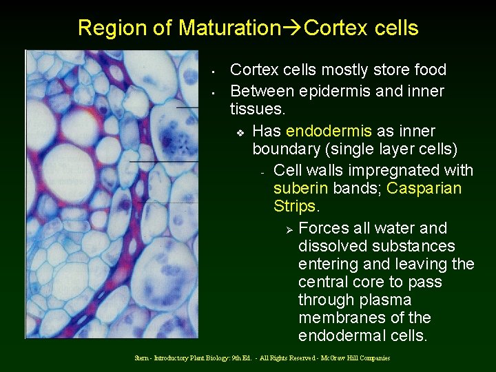 Region of Maturation Cortex cells • • Cortex cells mostly store food Between epidermis