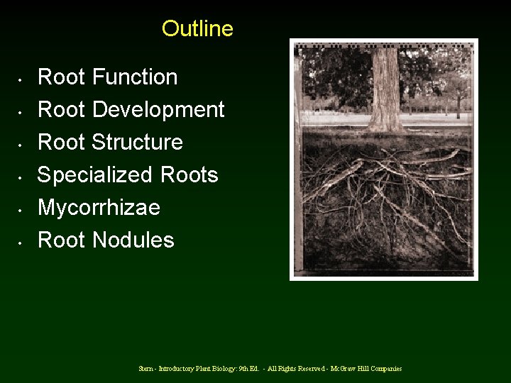 Outline • • • Root Function Root Development Root Structure Specialized Roots Mycorrhizae Root