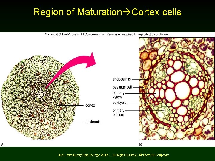 Region of Maturation Cortex cells Stern - Introductory Plant Biology: 9 th Ed. -