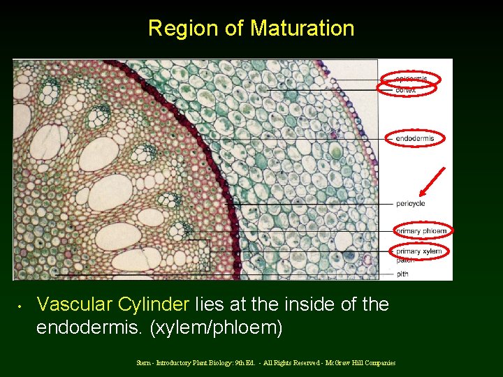 Region of Maturation • Vascular Cylinder lies at the inside of the endodermis. (xylem/phloem)