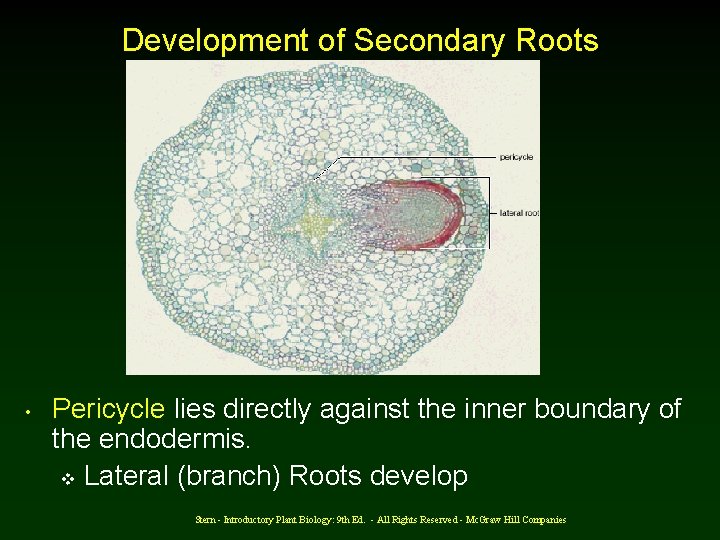 Development of Secondary Roots • Pericycle lies directly against the inner boundary of the
