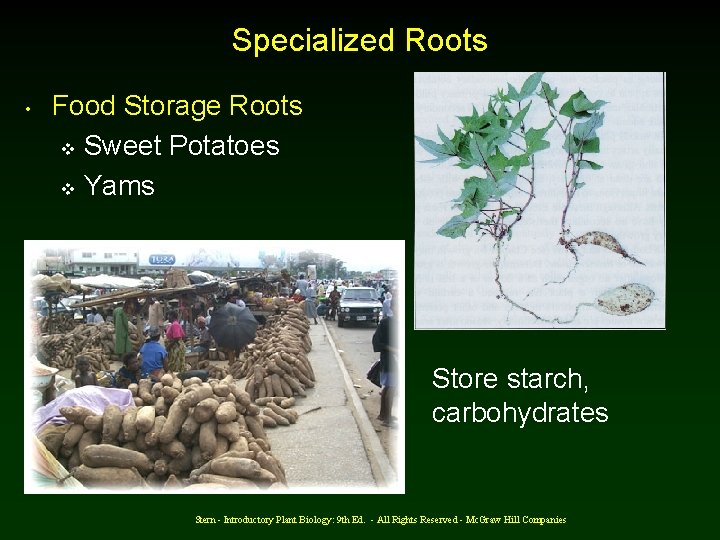 Specialized Roots • Food Storage Roots v Sweet Potatoes v Yams • Store starch,