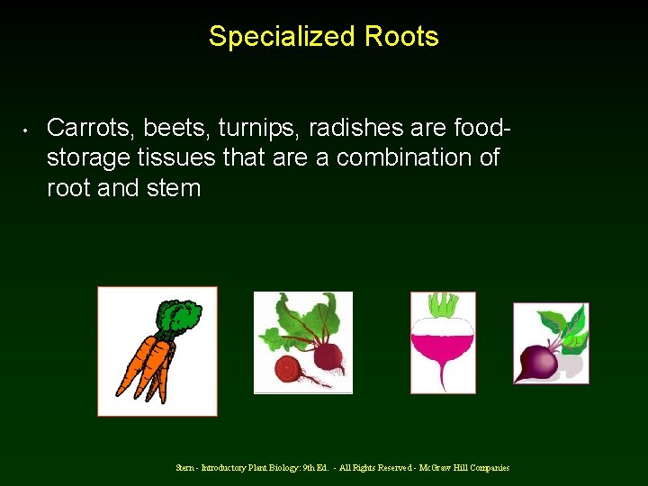 Specialized Roots • Carrots, beets, turnips, radishes are foodstorage tissues that are a combination