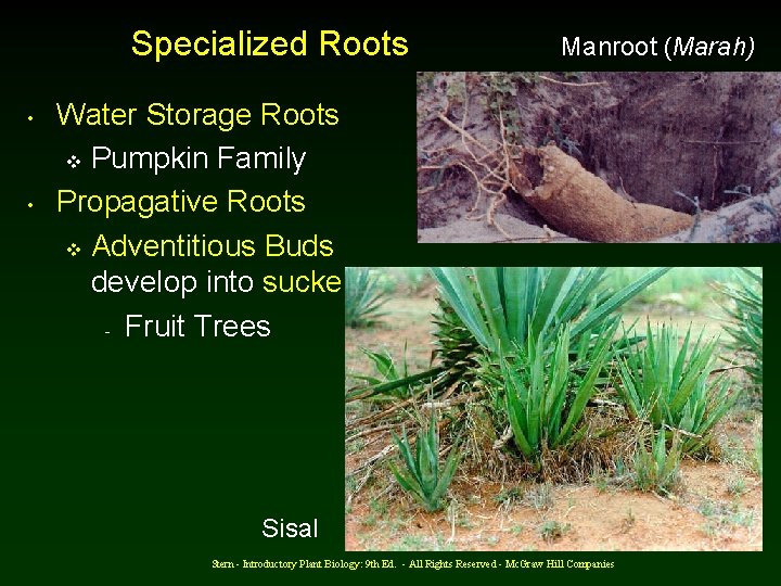 Specialized Roots • • Manroot (Marah) Water Storage Roots v Pumpkin Family Propagative Roots