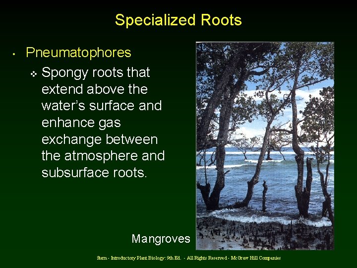 Specialized Roots • Pneumatophores v Spongy roots that extend above the water’s surface and