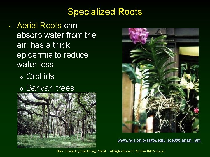 Specialized Roots • Aerial Roots-can absorb water from the air; has a thick epidermis