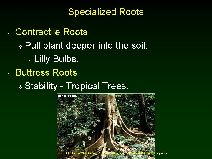 Specialized Roots • • Contractile Roots v Pull plant deeper into the soil. -