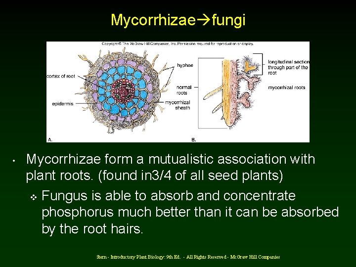 Mycorrhizae fungi • Mycorrhizae form a mutualistic association with plant roots. (found in 3/4