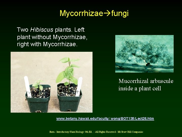 Mycorrhizae fungi Two Hibiscus plants. Left plant without Mycorrhizae, right with Mycorrhizae. Mucorrhizal arbuscule