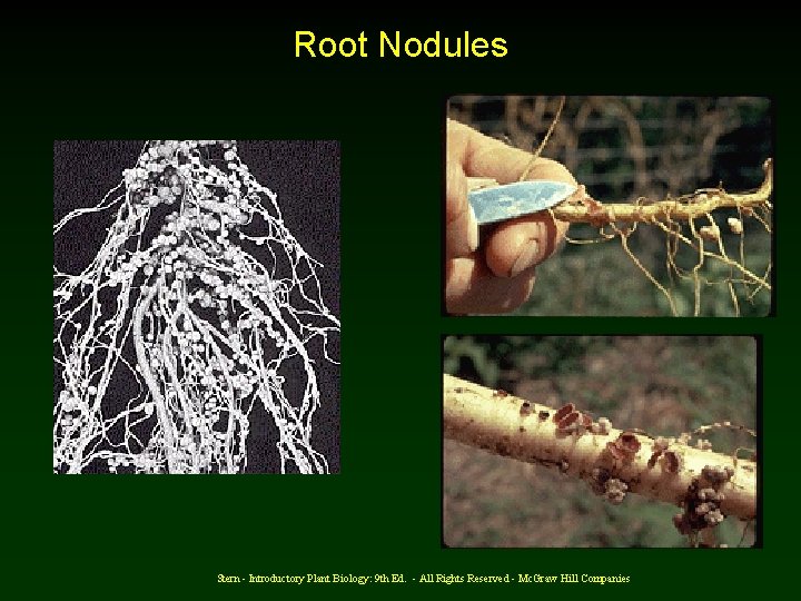 Root Nodules Stern - Introductory Plant Biology: 9 th Ed. - All Rights Reserved