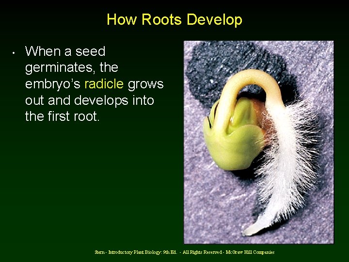 How Roots Develop • When a seed germinates, the embryo’s radicle grows out and