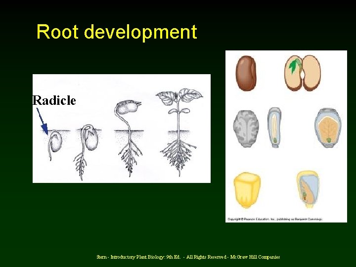 Root development Radicle Stern - Introductory Plant Biology: 9 th Ed. - All Rights