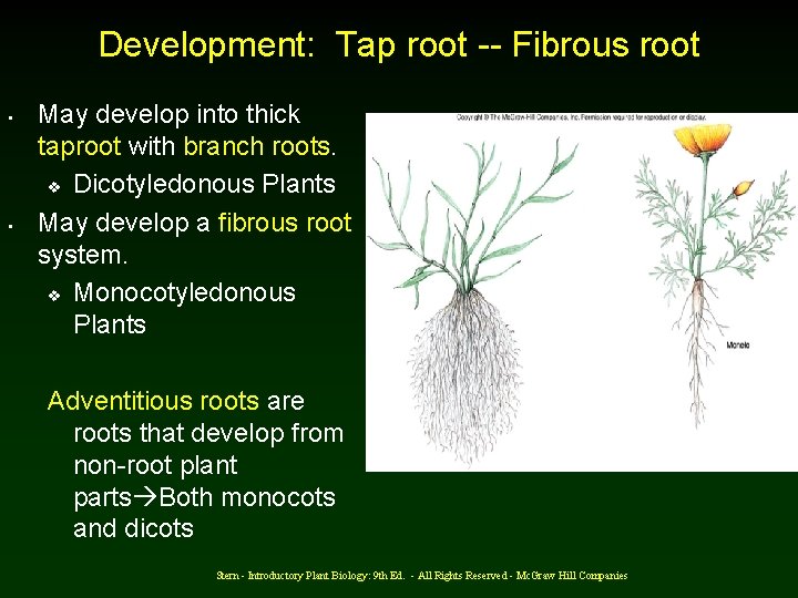 Development: Tap root -- Fibrous root • • May develop into thick taproot with