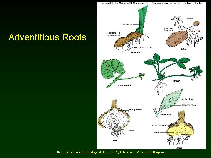 Adventitious Roots Stern - Introductory Plant Biology: 9 th Ed. - All Rights Reserved