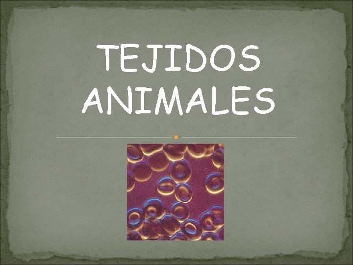 TEJIDOS ANIMALES TEJIDOS ANIMALES