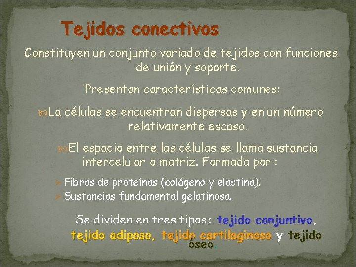 Tejidos conectivos Constituyen un conjunto variado de tejidos con funciones de unión y soporte. Tejidos conectivos Constituyen un conjunto variado de tejidos con funciones de unión y soporte.