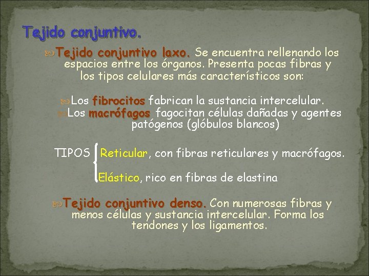 Tejido conjuntivo. Tejido conjuntivo laxo. Se encuentra rellenando los espacios entre los órganos. Presenta Tejido conjuntivo. Tejido conjuntivo laxo. Se encuentra rellenando los espacios entre los órganos. Presenta