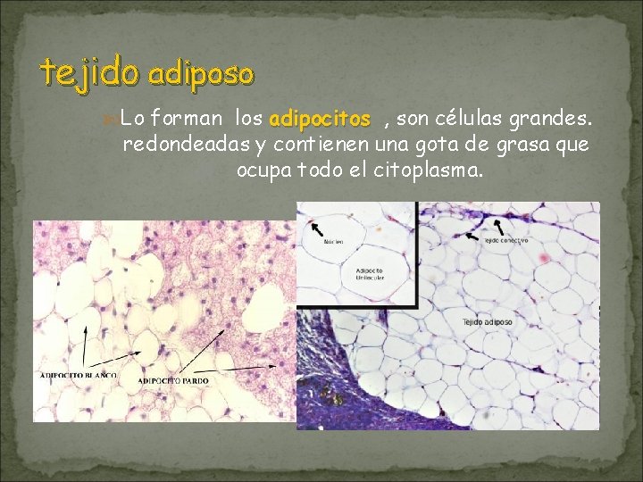 tejido adiposo Lo forman los adipocitos , son células grandes. redondeadas y contienen una tejido adiposo Lo forman los adipocitos , son células grandes. redondeadas y contienen una