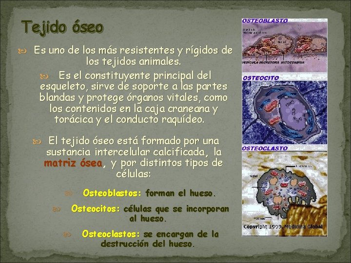 Tejido óseo Es uno de los más resistentes y rígidos de los tejidos animales. Tejido óseo Es uno de los más resistentes y rígidos de los tejidos animales.