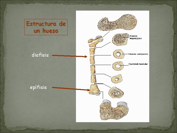 Estructura de un hueso diafisis epífisis Estructura de un hueso diafisis epífisis