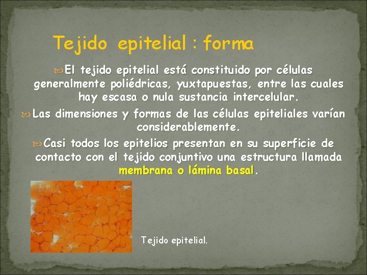 Tejido epitelial : forma El tejido epitelial está constituido por células generalmente poliédricas, yuxtapuestas, Tejido epitelial : forma El tejido epitelial está constituido por células generalmente poliédricas, yuxtapuestas,