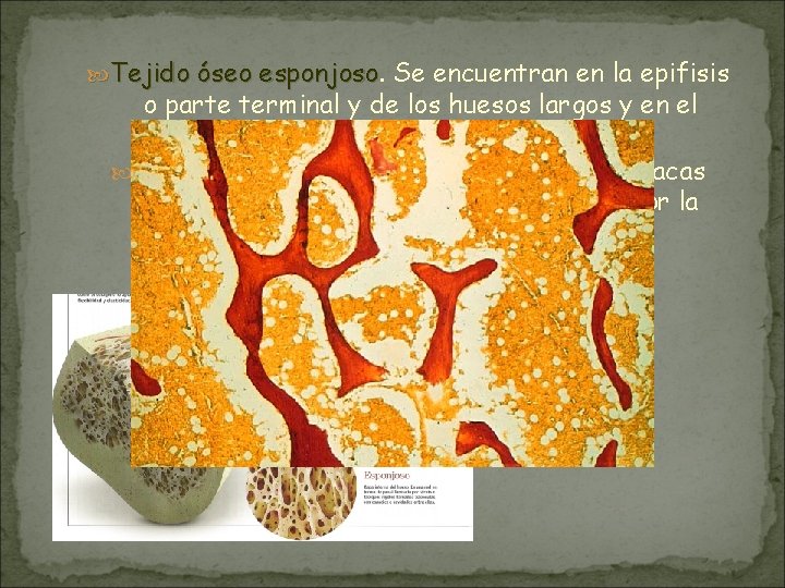 Tejido óseo esponjoso Se encuentran en la epifisis o parte terminal y de Tejido óseo esponjoso Se encuentran en la epifisis o parte terminal y de