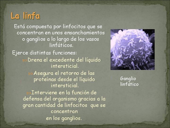 La linfa Está compuesta por linfocitos que se concentran en unos ensanchamientos o ganglios La linfa Está compuesta por linfocitos que se concentran en unos ensanchamientos o ganglios