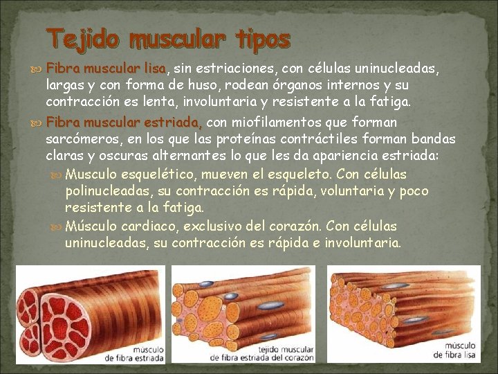 Tejido muscular tipos Fibra muscular lisa, lisa sin estriaciones, con células uninucleadas, largas y Tejido muscular tipos Fibra muscular lisa, lisa sin estriaciones, con células uninucleadas, largas y