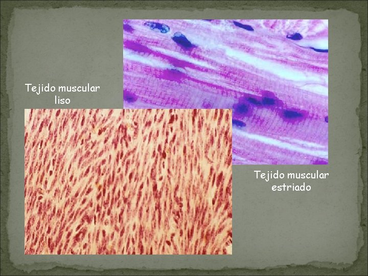 Tejido muscular liso Tejido muscular estriado Tejido muscular liso Tejido muscular estriado