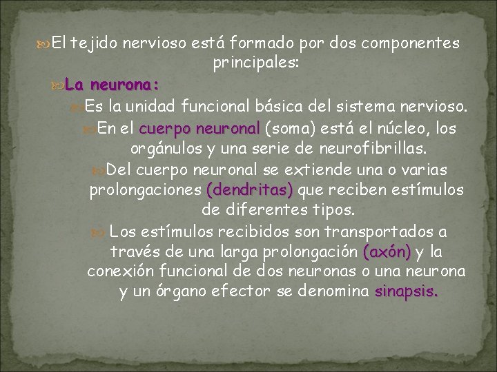 El tejido nervioso está formado por dos componentes principales: La neurona: Es la El tejido nervioso está formado por dos componentes principales: La neurona: Es la