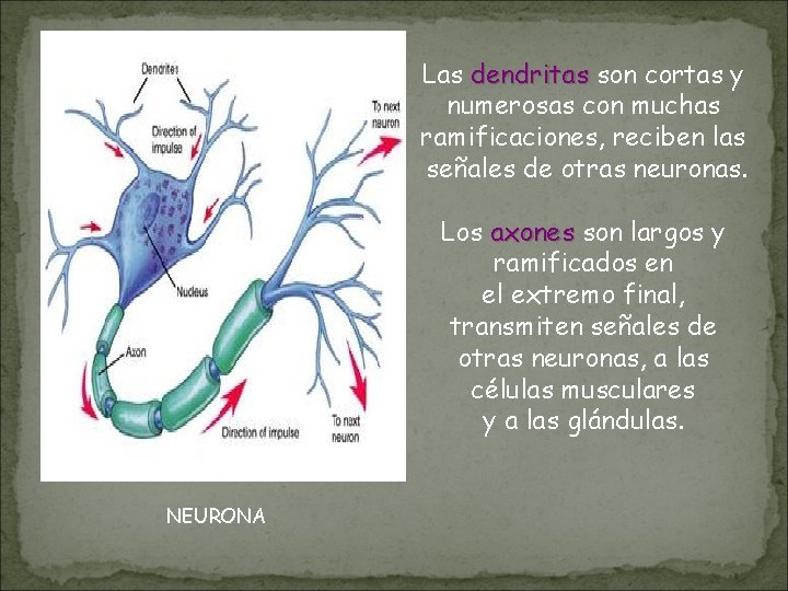 Las dendritas son cortas y numerosas con muchas ramificaciones, reciben las señales de otras Las dendritas son cortas y numerosas con muchas ramificaciones, reciben las señales de otras