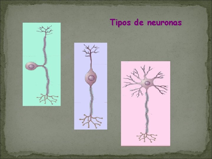 Tipos de neuronas Tipos de neuronas