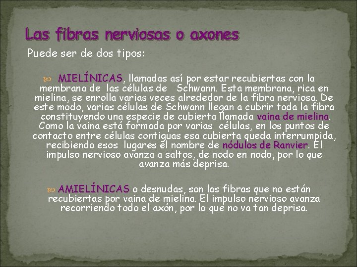 Las fibras nerviosas o axones Puede ser de dos tipos: MIELÍNICAS, MIELÍNICAS llamadas así Las fibras nerviosas o axones Puede ser de dos tipos: MIELÍNICAS, MIELÍNICAS llamadas así
