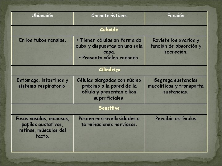 Ubicación Características Función Cuboide En los tubos renales. • Tienen células en forma de Ubicación Características Función Cuboide En los tubos renales. • Tienen células en forma de