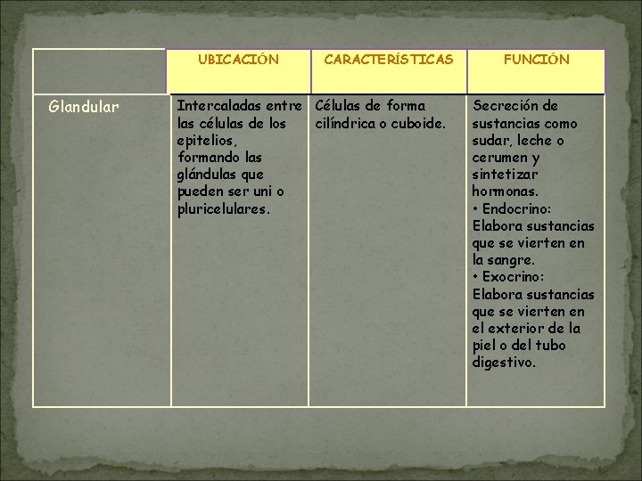UBICACIÓN Glandular CARACTERÍSTICAS Intercaladas entre Células de forma las células de los cilíndrica o UBICACIÓN Glandular CARACTERÍSTICAS Intercaladas entre Células de forma las células de los cilíndrica o