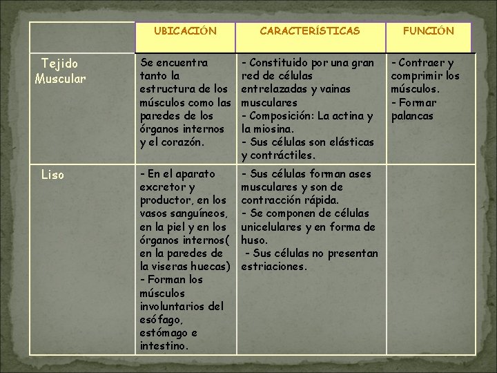 Tejido Muscular Liso UBICACIÓN CARACTERÍSTICAS FUNCIÓN Se encuentra tanto la estructura de los músculos Tejido Muscular Liso UBICACIÓN CARACTERÍSTICAS FUNCIÓN Se encuentra tanto la estructura de los músculos