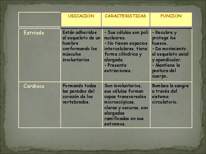 UBICACIÓN CARACTERÍSTICAS FUNCIÓN Estriado Están adheridos al esqueleto de un hombre conformando los músculos UBICACIÓN CARACTERÍSTICAS FUNCIÓN Estriado Están adheridos al esqueleto de un hombre conformando los músculos