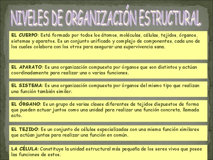 EL CUERPO: Está formado por todos los átomos, moléculas, células, tejidos, órganos, sistemas y EL CUERPO: Está formado por todos los átomos, moléculas, células, tejidos, órganos, sistemas y
