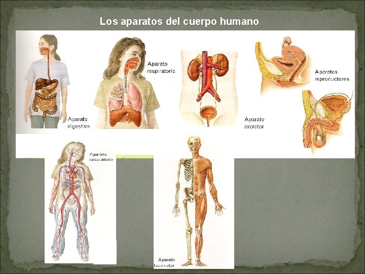 Los aparatos del cuerpo humano Los aparatos del cuerpo humano