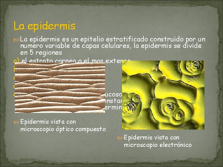 La epidermis es un epitelio estratificado construido por un numero variable de capas celulares, La epidermis es un epitelio estratificado construido por un numero variable de capas celulares,