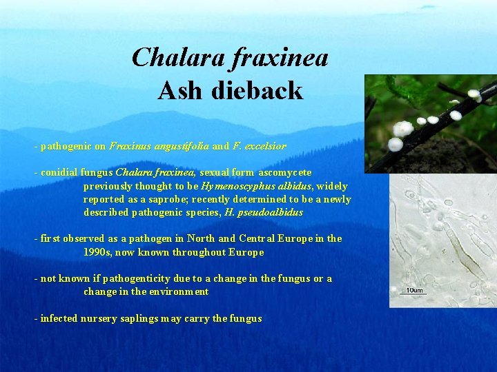 Chalara fraxinea Ash dieback - pathogenic on Fraxinus angustifolia and F. excelsior - conidial Chalara fraxinea Ash dieback - pathogenic on Fraxinus angustifolia and F. excelsior - conidial