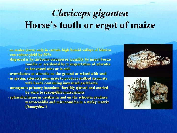 Claviceps gigantea Horse’s tooth or ergot of maize - on maize (corn) only in Claviceps gigantea Horse’s tooth or ergot of maize - on maize (corn) only in